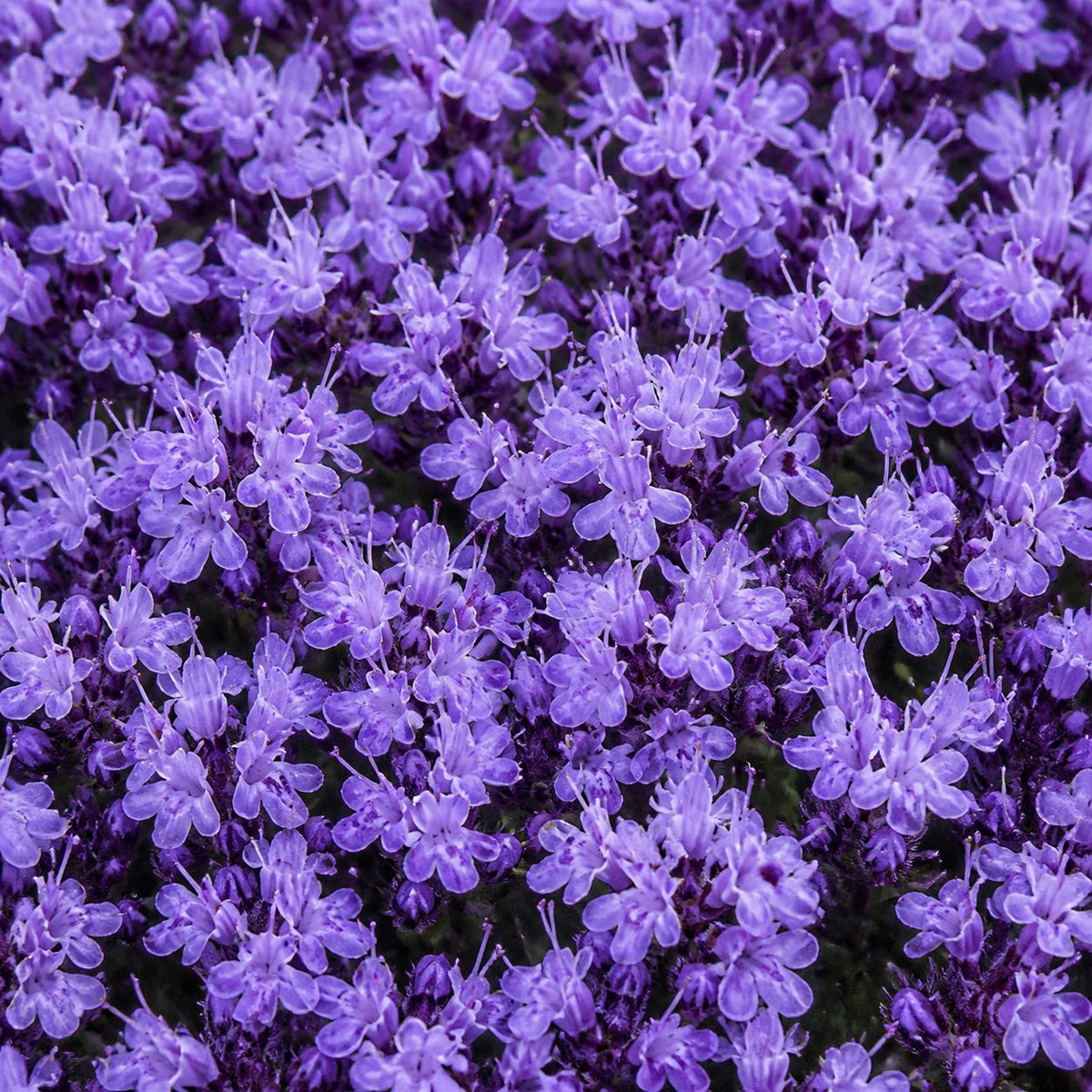 🌸 Creeping Thyme – colorful ground cover seeds