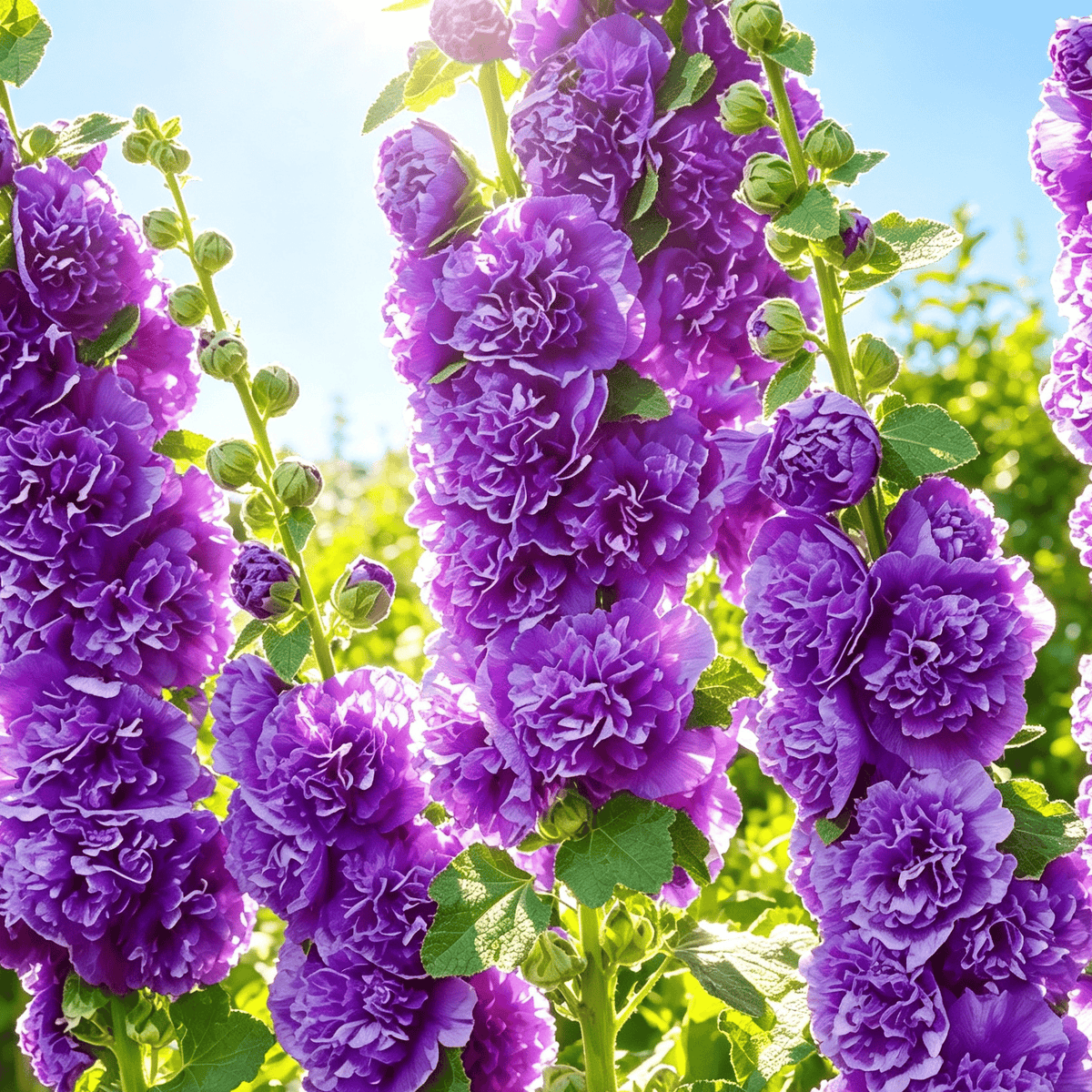 🌺Mixed Double-Flowered Hollyhock Seeds (Perennial)✨🌱Perennial Garden Flower
