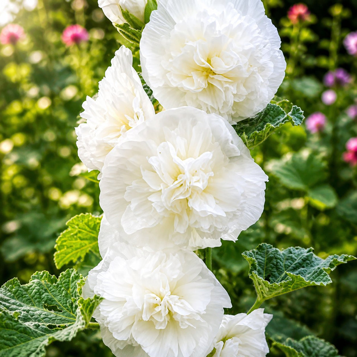 🌺Mixed Double-Flowered Hollyhock Seeds (Perennial)✨🌱Perennial Garden Flower