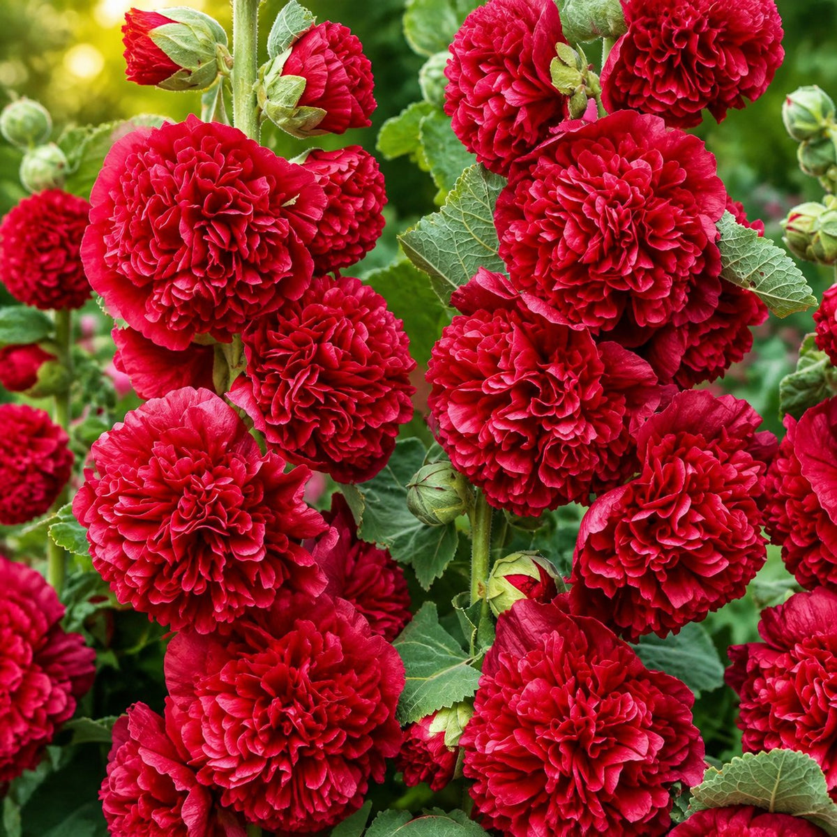 🌺Mixed Double-Flowered Hollyhock Seeds (Perennial)✨🌱Perennial Garden Flower