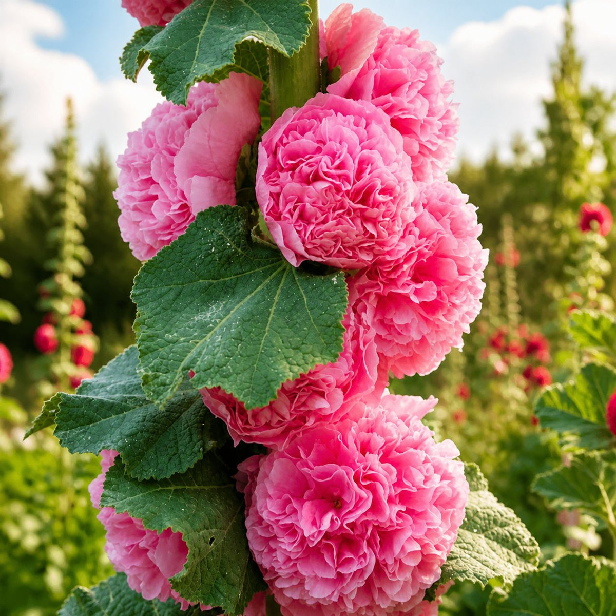 🌺Mixed Double-Flowered Hollyhock Seeds (Perennial)✨🌱Perennial Garden Flower