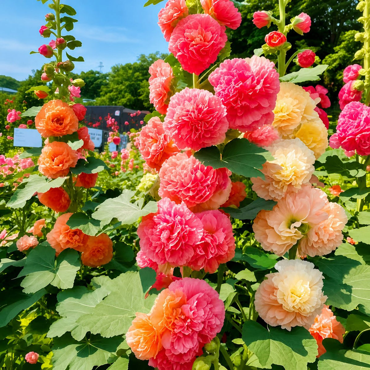 🌺Mixed Double-Flowered Hollyhock Seeds (Perennial)✨🌱Perennial Garden Flower